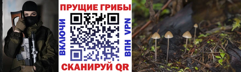 Псилоцибиновые грибы прущие грибы  Медынь 